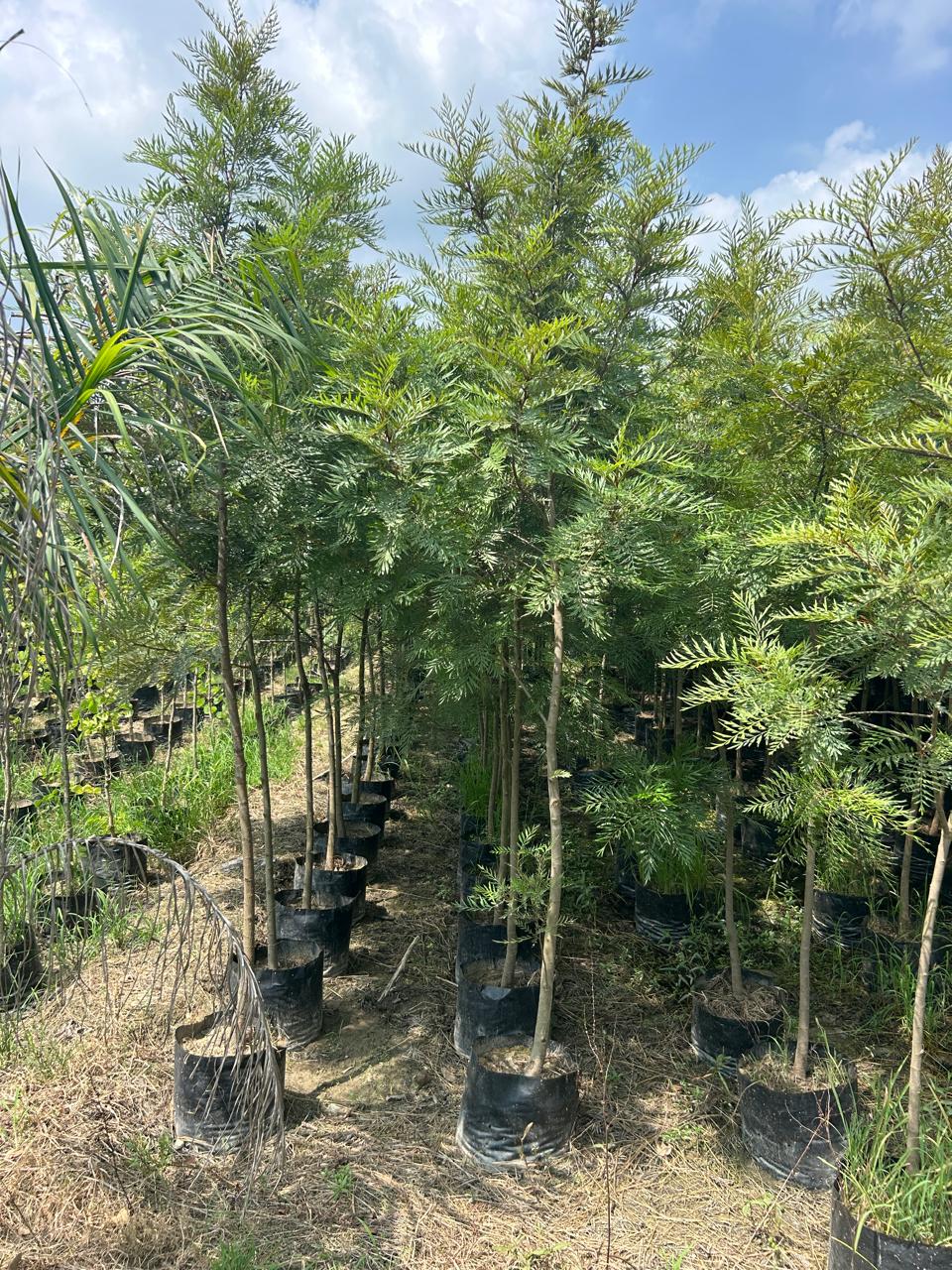 Silver Oak Plants — Silver Oak sapling available at Agro Nursery Garden